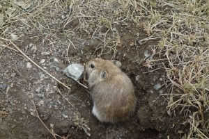 Get in my pocket, jerboa.