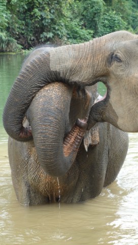 Elephants need friends.